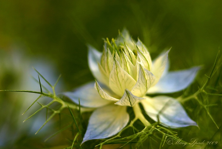 In the Evening Light