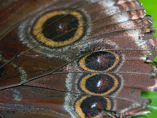 Butterfly Scales 2