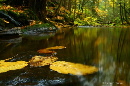 Frogs Eye View