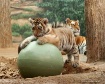 Amur Tiger and 3 ...