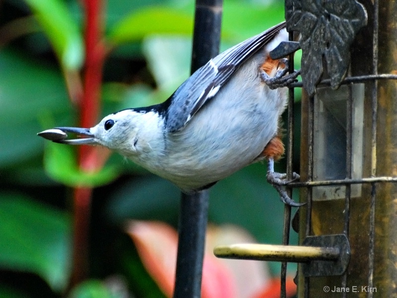 White breasted Nuthatch Two