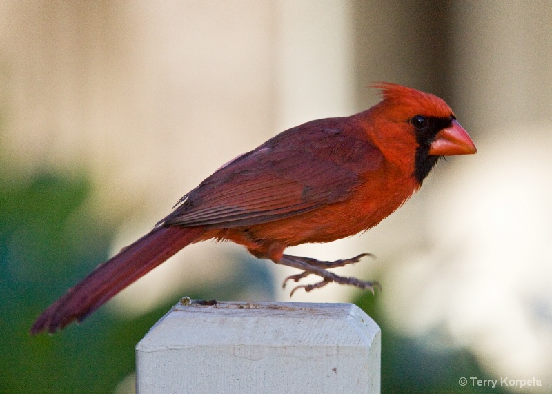 Northern Cardinal Male - ID: 9383395 © Terry Korpela