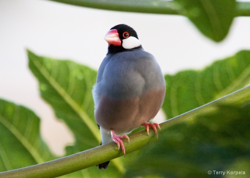 Java Sparrow - ID: 9383396 © Terry Korpela