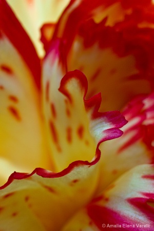 carnation, red, white, flower, macro