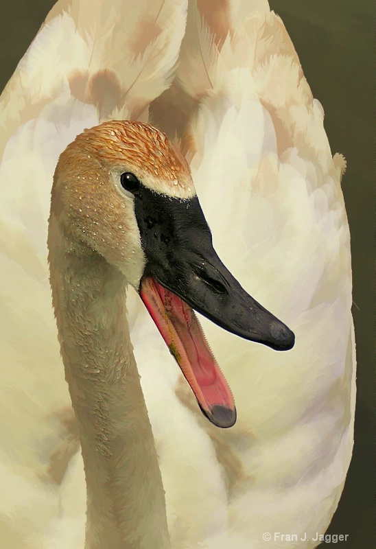 Swan Talk