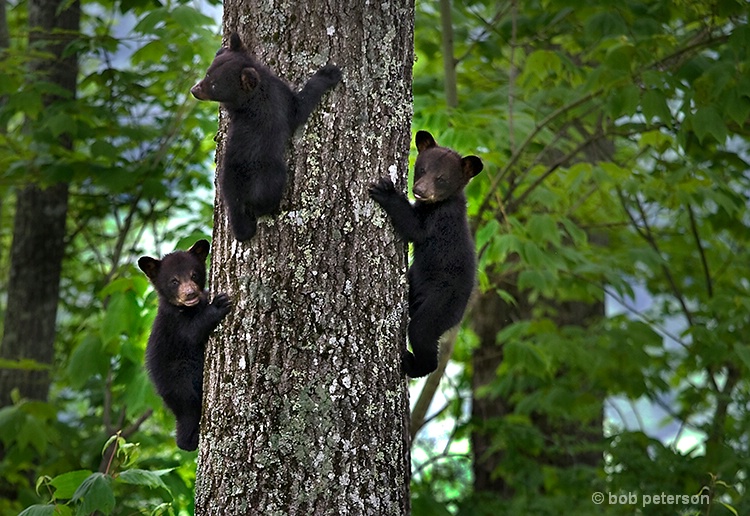 3 bear cubs, Burnsville NC