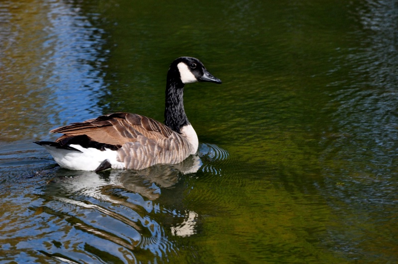 Bernheim Goose