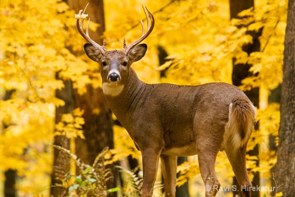Whitetail Deer - ID: 9386778 © Ravi S. Hirekatur