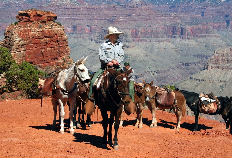 Park Service Mule Train - ID: 9388232 © Patricia A. Casey