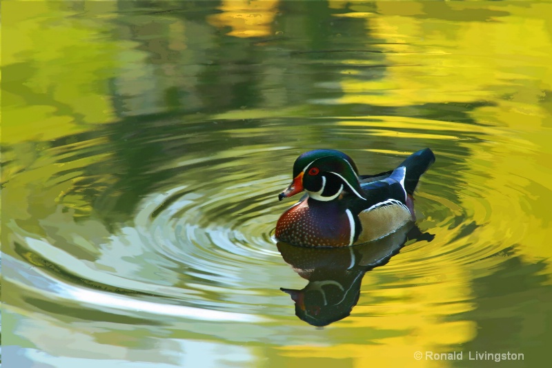Wood Duck - ID: 9388288 © Ron Livingston