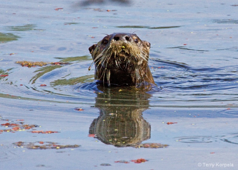 River Otter - ID: 9388454 © Terry Korpela