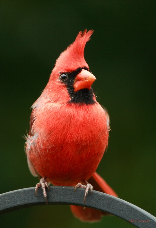 Cardinal in Gust