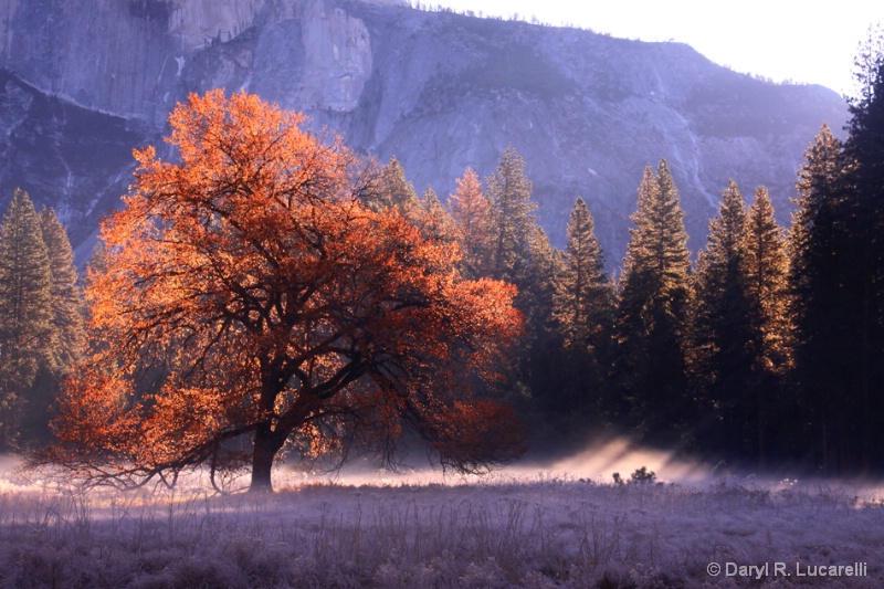 Morning Meadow Mist - ID: 9389991 © Daryl R. Lucarelli