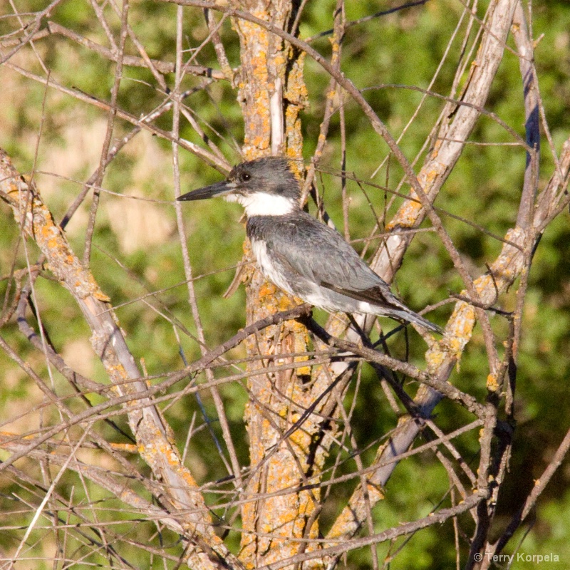Belted Kingfisher - ID: 9395021 © Terry Korpela