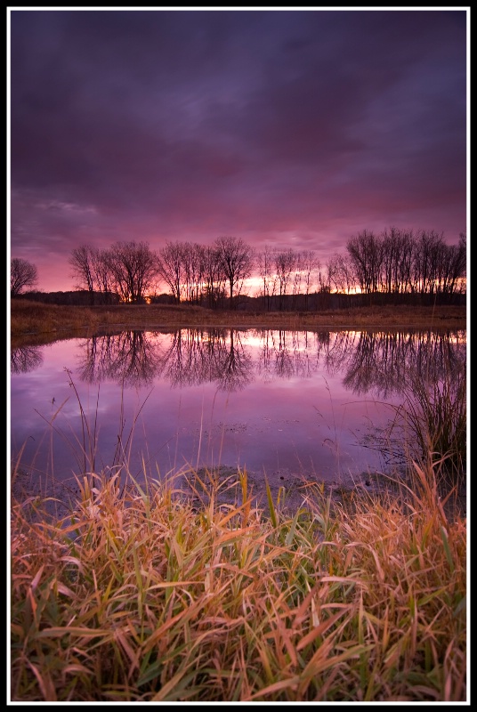 Purple morning pond