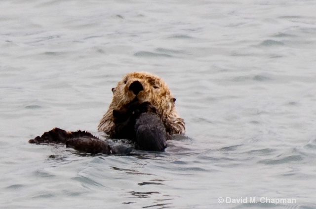 Sea Otter outside of Seward Alaska
