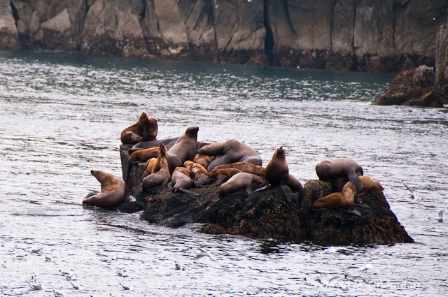 Stellars Sea Lions, Alaska