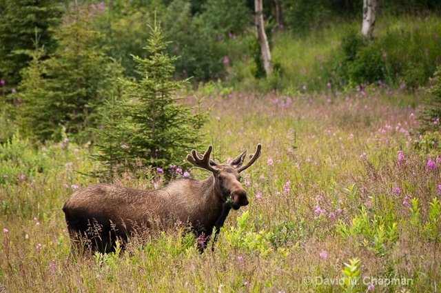 The only moose we saw in Alaska