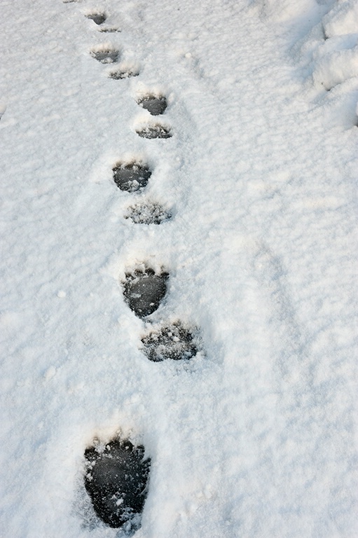 Bear Prints In Snow