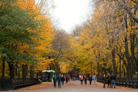 Foliage in Central Park 1