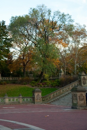 Foliage in Central Park 2
