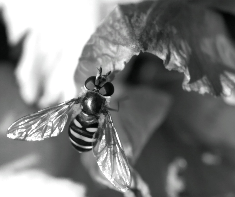 Black and White Buzz