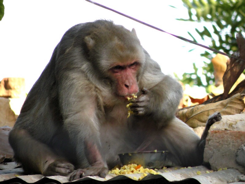 Enjoying meal