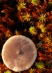 Mushroom In the M...
