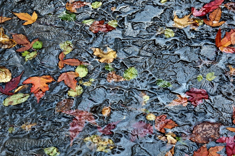 Leaves in ice