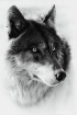 Grey Wolf Portrai...