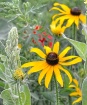 black eyed susan