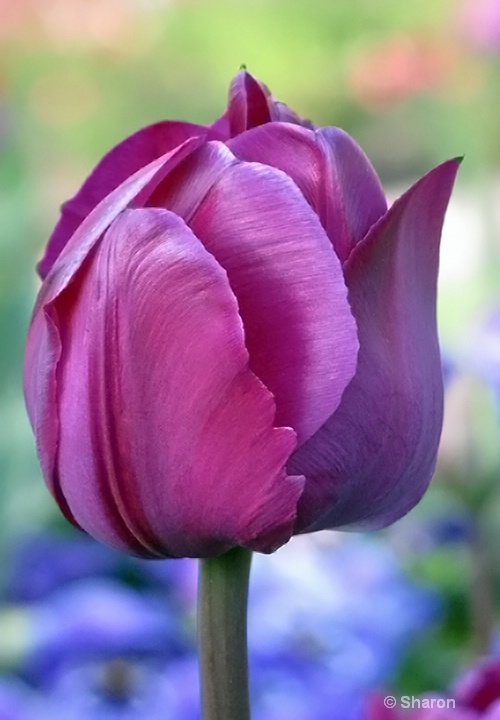 Mauve Tulip