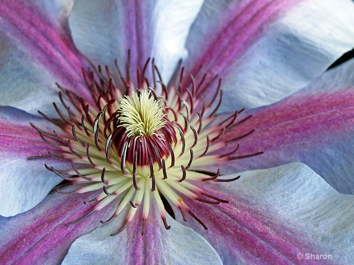 Candy Striped Clematis