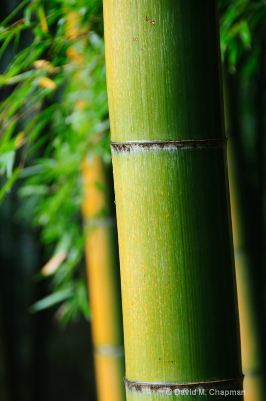 Bamboo in the morning