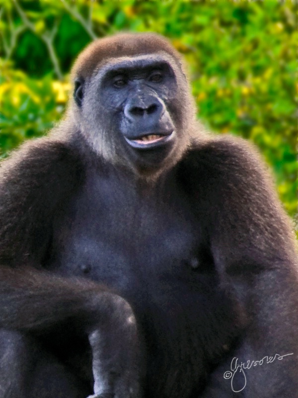 gorilla grinning - jpg