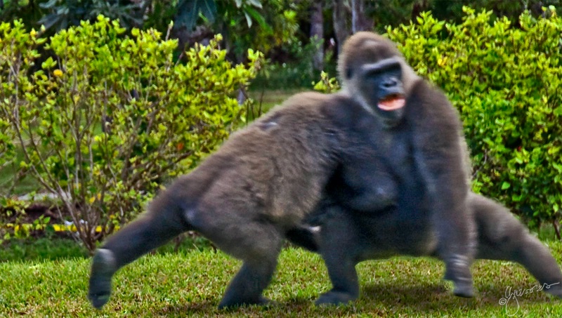 gorillas at play jpg