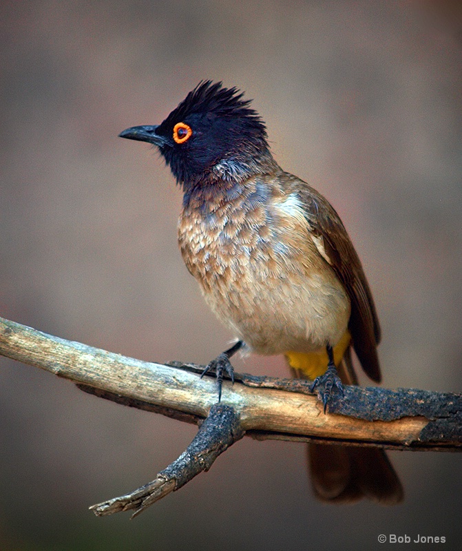 Red Eyed Bulbul