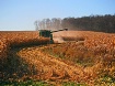 Fields of Corn