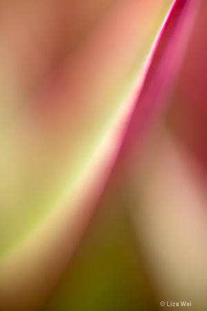 Grassy Leaves Abstract 4 (New)