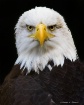 American Symbol
