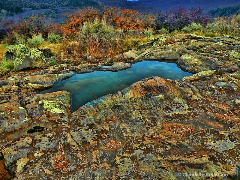 Lichen Art