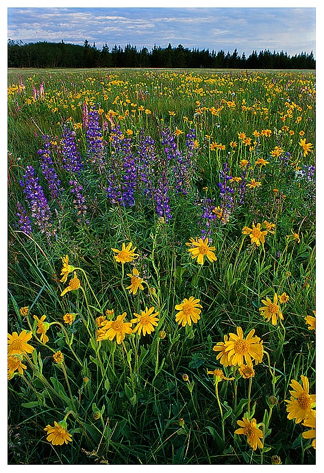 Arnica and Lupine - ID: 9413507 © Jim D. Knelson
