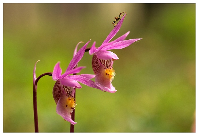 Calypso Orchid  & Spider, Saskatchewan - ID: 9413519 © Jim D. Knelson