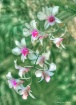 Orchid HDR