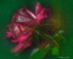 Rose Oil Painting
