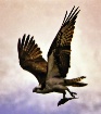 great catch