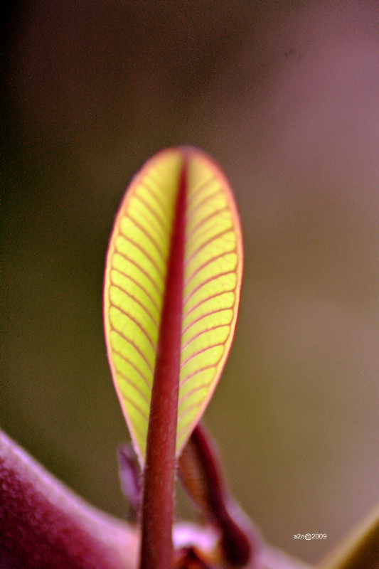 Leaf Structure