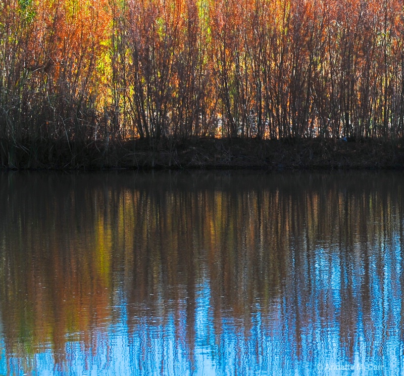 bush reflection