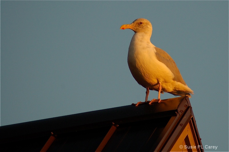 Sunset Seagull - ID: 9419706 © Susie P. Carey