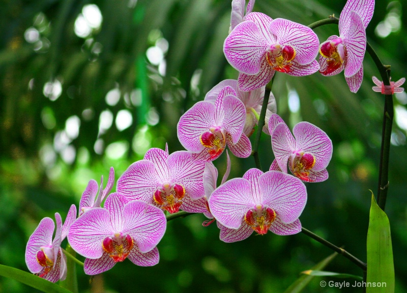 Orchids